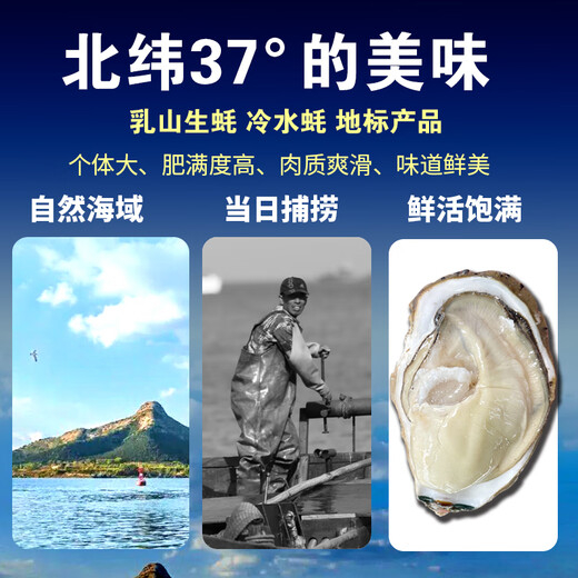 Popular Rushan oysters, fresh oysters, extra large seafood oysters, 5 Jin Jin equals 0.5 kg, whole box of fresh oysters, 5 Jin Jin equals 0.5 kg, 3XL size, 15-18 pcs, quality guaranteed