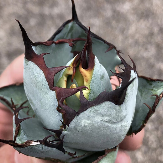 Hanchangwu Frische Märchenpflanzen, Blue Whale Agave One Shot, Premium kleine und mittlere Agave Sukkulente Pflanzen 9108 Größe Vergleich von 10 cm