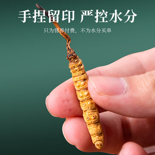 Tongfu Cordyceps sinensis 3 Roots/G 1G Paquete. El primer período de nuevos productos secos Cordyceps sinensis de alta calidad sin interrupción.