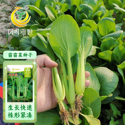 Fengming Yashi Miao vegetable seeds 10g four-season vegetable seeds balcony potted field planting farm seeds