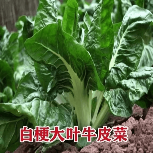 Bohui Brassicae Seeds are edible white stems, large broad leaves, thick skins, high-yield all-season old varieties, spring and old Genda vegetable seeds. Broad-leaf Brassicae 4 packs and 6 packs (40 people choose)