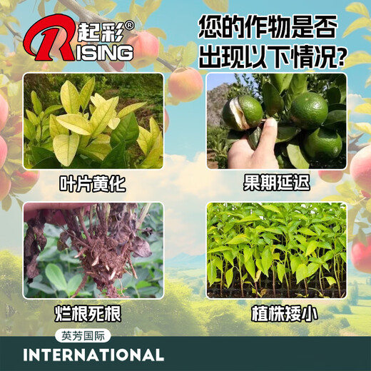 Qicai Qicai large-element water-soluble fertilizer for vegetables and fruit trees, high nitrogen, high phosphorus and high potassium balanced flush-applied compound water-soluble fertilizer 20-20-20+TE (balanced nutrition type)