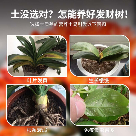 Devoduo money tree special nutrient soil 15L gardening green plant potted organic vegetable and flower soil particle planting soil