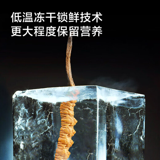 Hergestellt in Jingdong, Cordyceps sinensis 8g, Ergänzungen für ältere Eltern und Älteste, Immunitätsgeschenke, gebrochener Cordyceps sinensis