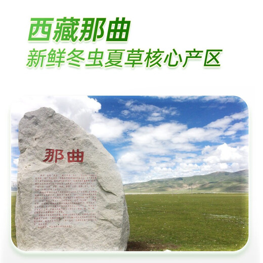 圣迪康藏2025年西藏那曲野生头茬新鲜冬虫夏草滋补品礼品 【顺丰空运】 1.2克/根  10根装