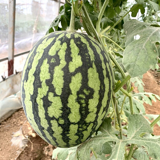Zhongke Maohua melon and fruit seeds Jinmei 4K watermelon seeds with flower skin, red flesh, oval skin, thin toughness, storage and transportation resistance, easy to make fruit Jinmei 4K-50 capsules