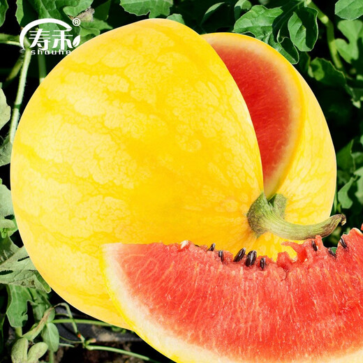 Shouhe yellow-skinned and red-flesh watermelon seeds for all seasons Jinlinglong yellow-skinned watermelon seeds 10 capsules 5 early maturing