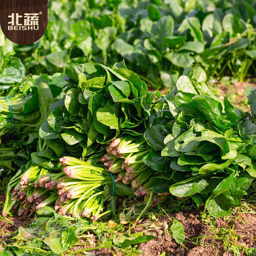 Beishu Big Leaf Spinach Seeds Red Root Winter and Spring Vegetable Seeds Zhuo Crisp Red Root Big Leaf Spinach Seeds 10g