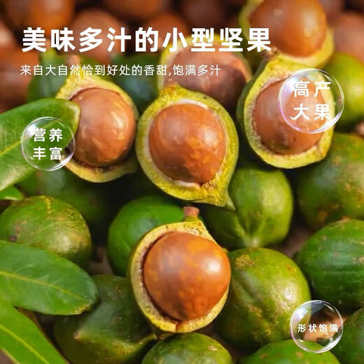 桂热一号坚果苗澳洲夏威夷果正宗矮化嫁接苗庭院常绿树苗带土发货 695号坚果三年【带营养杯发货】 90cm(含)-99cm(含)