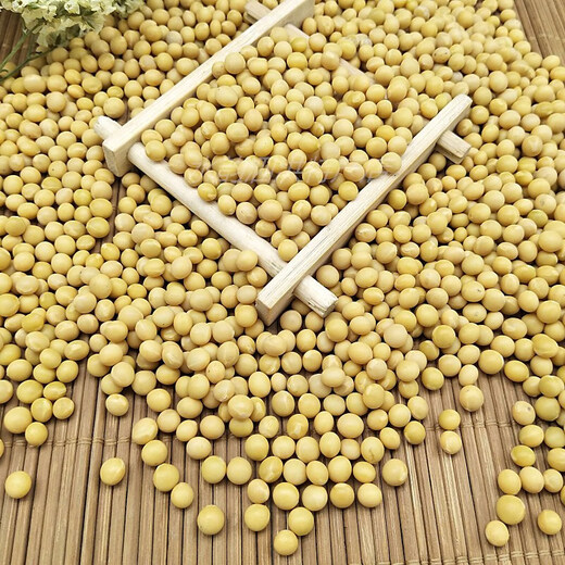 Zhifazhe New Bean Xiaojinhuang 690 Sojabohnen 5Jin Jin entspricht 0,5 kg. Aus kleinen Sojabohnen werden Natto-Perlen hergestellt. Xiaojinhuang 1Jin Jin entspricht 0,5 kg.