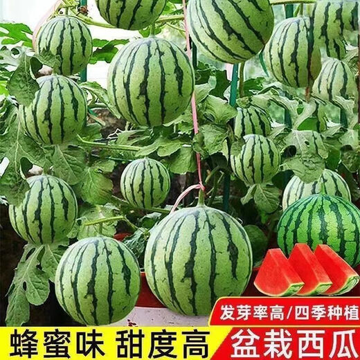 Super Sweet Honey Small Watermelon Seeds Ruby Seedless Small Watermelons for Four Seasons Planting in Balcony Courtyard Potted Fruit Seeds Honey Potted Small Watermelon Seeds (Eatable in 30 Days) High Yielding Seeds 2 Packs of About 80 New Seeds