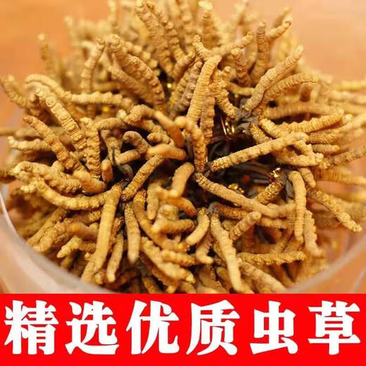 Guchenergtang Authentische Erste-Term-Cordyceps Trockenwaren Geschenk frisches Gras Erst Stoppeln Tibeter Cordyceps getrocknete Cordyceps 2 Wurzeln/G 3 Wurzeln/G 100 Wurzeln Großer Teller Geschenkbox [3 Wurzeln/g]