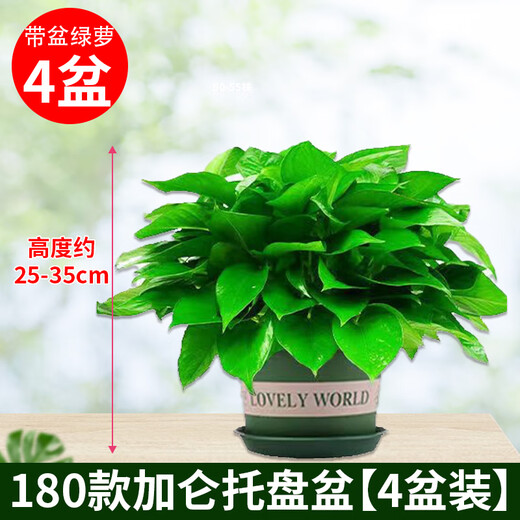 Shuangmeng green radish potted formaldehyde-removing flowers and green plants office new house air purification 180 trays 4 pots straight from the source