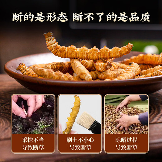 同芙 冬虫夏草断草10g约20根 全虫大号纯肉节 滋补营养补品自食性价比