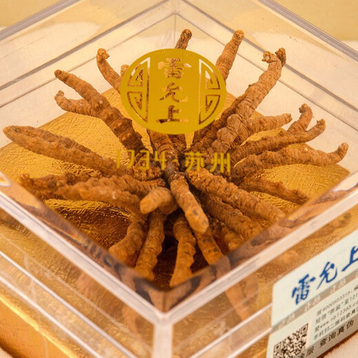 Lei Yun went to Cordyceps sinensis gift box, Tibet Nagqu Cordyceps sinensis supplements to give gifts to elders and leaders Cordyceps sinensis flowers 5g