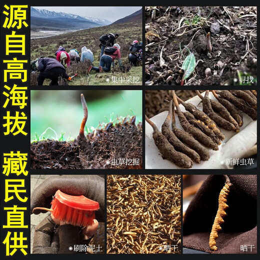 雄风道藏区雪域冬虫夏草 正宗虫草 无断草 2-3根1g 十根起拍才发