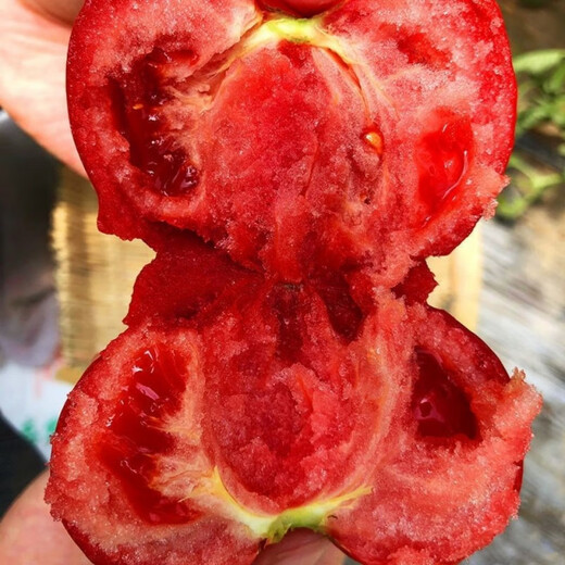 Provence Tomato Seeds Tomato Seeds Imported from the Netherlands, a good-tasting, high-yield sowing variety for all seasons Provence Tomato Seeds (New Product) 20 capsules