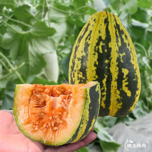 Yuhenong Bingtangzi melon seeds collection, cantaloupe seedlings, pear and melon seeds, high-quality old varieties of winter fruits and vegetables, Bingtangzi melon seeds 50 capsules/bag