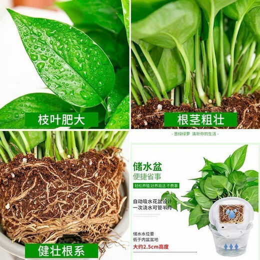 多瑙梦绿萝盆栽室内批发花卉植物除甲醛客厅新房长藤绿植绿箩水培绿植 6盆12023新款绿早安湓水 包养活赠三肥