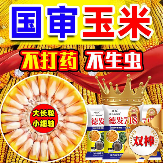 Strong man, high-yielding corn seed, national review, large stick, short stem, lodging resistance, disease resistance, drought resistance, hard grain corn from the north and south, carefully cultivated, about 4220 grains