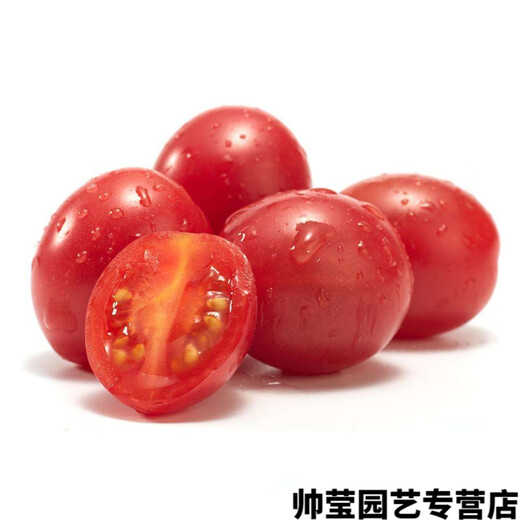Chunzhiyun Cherry Tomato Seeds Cherry Tomato Seeds Small Tomatoes Good Taste and High Yield Four Seasons Vegetables - Pink Crystal Red 666 Tomatoes 20 Packs