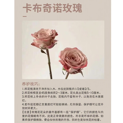 Flower love cappuccino rose bouquet delivered in the same city for friends, besties, wives and girlfriends birthday confession gifts. Gentle to you. Cappuccino chocolate bubble bouquet. Delivered in the same city. Support appointment date.