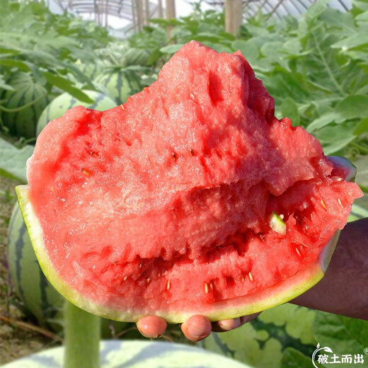 Dayu Lazy Man Watermelon Seed Seedlings Extra Large Suitable for Early Maturing Lazy People in the South 8424 Kirin Melon Meidu Seedless Fruits and Vegetables Meidu Watermelon Seeds 50 Good Quality