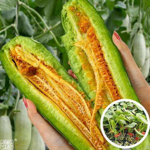 Dayu Boyang No. 9 melon seed seedlings collection, honeydew melon, eight-mile crispy melon seed old variety, grafted croissant honey melon seedlings, 10 seedlings