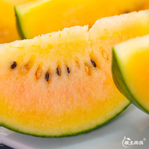Dayu Yellow Heart Watermelon Seeds Complete Collection Early Maturity Yellow Skin Red Flesh Yellow Flesh Special Xiaofeng Watermelon Seeds Southern Fruit Rainbow Watermelon Seeds 5 capsules