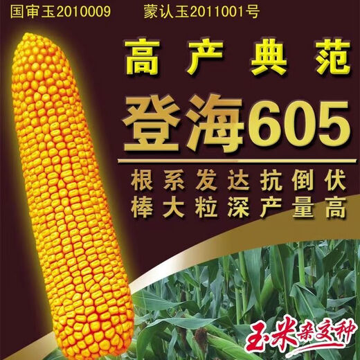 National-approved new species Denghai 605 corn seeds, double national-approved short-stem, high-yielding, red-shaft, large-cob corn seeds, national-approved quality Denghai 605, one bag, 4,000 grains, 1 mu of land