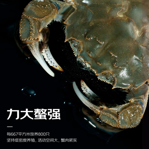 Live crabs, Suyu Senxiang, fresh hairy crabs, whole female crabs, 2.2-2.5 taels/piece, 8 pieces in total, ropeless and heavy, crabs, river crabs gift box