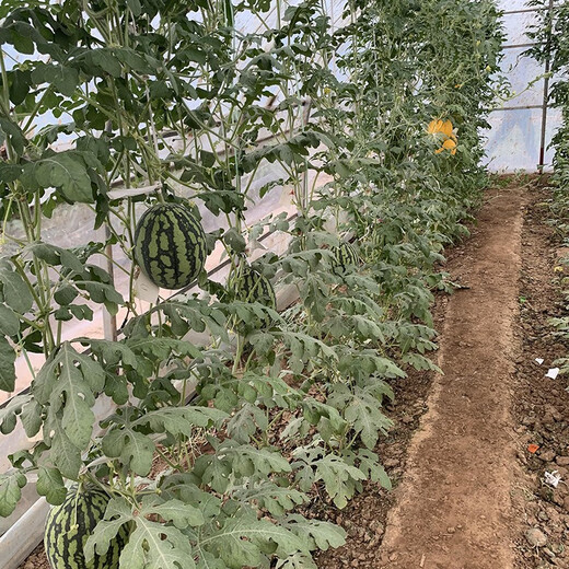 Zhongke Maohua melon and fruit seeds Jinmei 4K watermelon seeds with flower skin, red flesh, oval skin, thin toughness, storage and transportation resistance, easy to make fruit Jinmei 4K-50 capsules