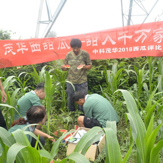 Zhongke Maohua Fruit Seeds Unparalleled Kirin Watermelon Seeds Anti-crack Jingxin 8424 Watermelon Seeds Thin Skin Red Flesh Unparalleled Kirin 10g/bag (about 160 pieces) Disassembled and packed