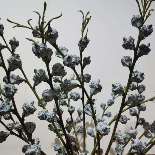 Love eucalyptus leaves, eucalyptus fruits, Yunnan Kunming flower base straight fresh-cut air-dried flower bouquet with real flowers and a bunch of eucalyptus fruits (no more than 80 fruits will be lost)
