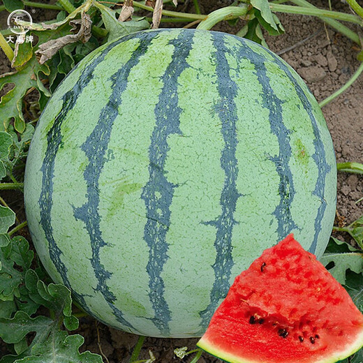 Dayu Meidu watermelon seeds are suitable for southern Kirin melon seedlings early maturing potted plants 8424 super sweet crunchy 8424 watermelon seeds 40 pieces