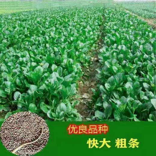 60-day oily green beetroot seeds, early-maturing and high-temperature resistant, spring and autumn four-season super beet moss seeds, farm vegetable seeds, 60-day oily green beetroot seeds, original factory packaging 1 pack (about 1000 pieces)