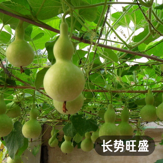 Fengming Yashi Xiaoya gourd seeds treasure gourd climbing vines ornamental vegetables melon and fruit seeds gold-inch small gourd seeds 20 capsules