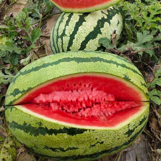 Dayu Lazy Man Watermelon Seed Seedlings Extra Large Suitable for Early Maturing Lazy People in the South 8424 Kirin Melon Meidu Seedless Fruits and Vegetables Lazy Man King Watermelon Seeds 50 capsules