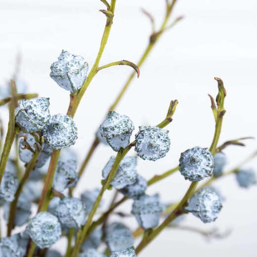 Love eucalyptus leaves, eucalyptus fruits, Yunnan Kunming flower base straight fresh-cut air-dried flower bouquet with real flowers and a bunch of eucalyptus fruits (no more than 80 fruits will be lost)