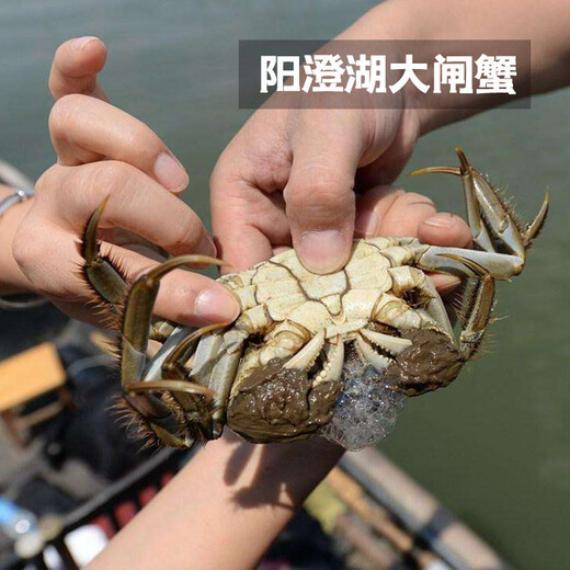 [Certificat-cadeau] CHENGHU COEUR YANGCHENGHU CRABLE HEIRY CRAB CERTIFICAT 3888 TYPE CRABLE MALLE 5.5 Two Female Crab 4 Two Five Pairs 5 Paires