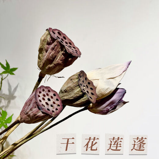 AIMAN dried flower lotus with seeds, lotus dried flowers with original pole lotus head, home decoration ornaments, photo props, flower arrangement shape, lotus with seeds, 10 pieces