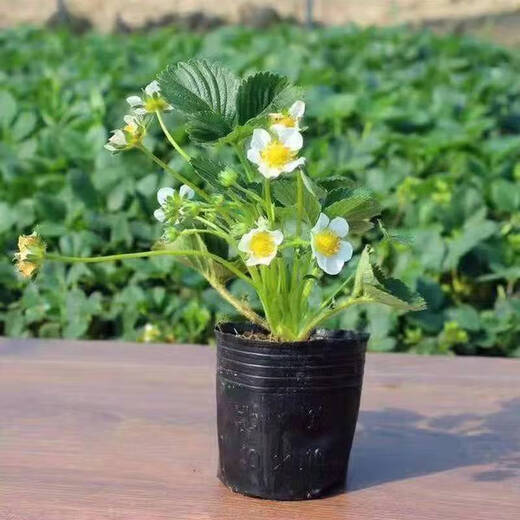 Strawberry seedlings shipped from original soil, blooming and big fruit, cream strawberry seedlings for four seasons, wholesale fruit plug seedlings for the current year, 12 red strawberries, shipped from original soil + fertilizer