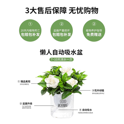 Green intentional green plant potted succulent flowers potted plants indoor desktop hydroponic green plants office living room plants lazy people Jucai 3 pots Asparagus + Lucky Bamboo + Money Tree