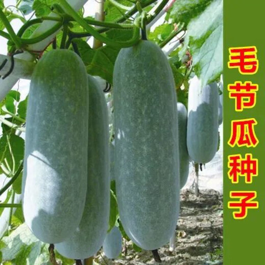 Winter melon seeds are easy to sow in all seasons. Winter melon seeds are grown in fields and courtyards. Winter melon vegetable seeds are easy to sow. Winter melon simple pack 30 capsules