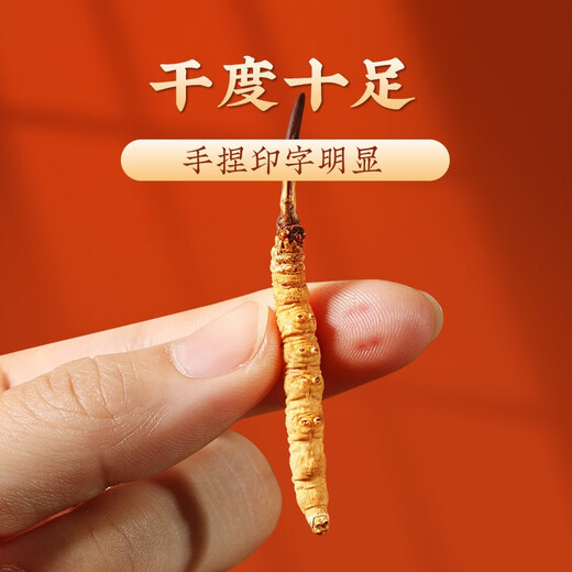 San Dikang Cordyceps sinensis, New Cordyceps secos sinensis 3 raíces/g [1 gramo de degustación]