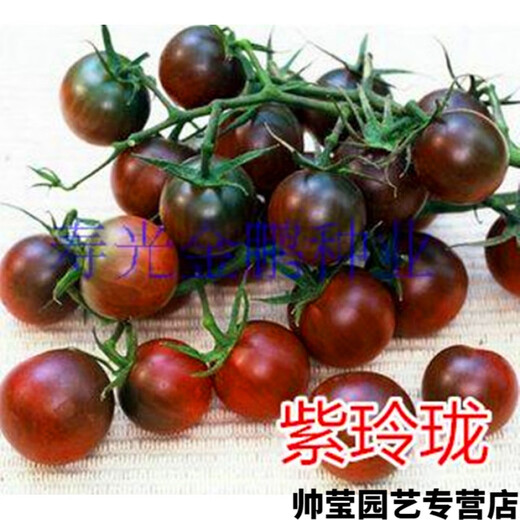 Chunzhiyun Cherry Tomato Seeds Cherry Tomato Seeds Small Tomatoes Good Taste and High Yield Four Seasons Vegetables - Pink Crystal Red 666 Tomatoes 20 Packs