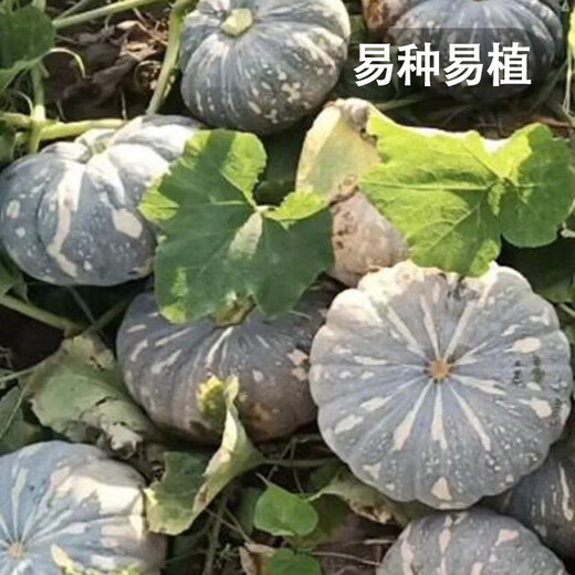 Fengming Yashi Farmhouse Mopan Pumpkin Seeds Large Pumpkin Seeds Jingxiang Honey Pumpkin Seeds 20 capsules