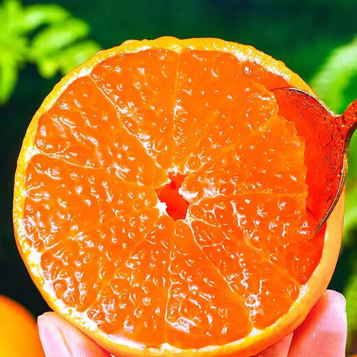 京地达浙江临海涌泉蜜桔新鲜水果橘子桔子重9.2斤单果65mm源头直发包邮