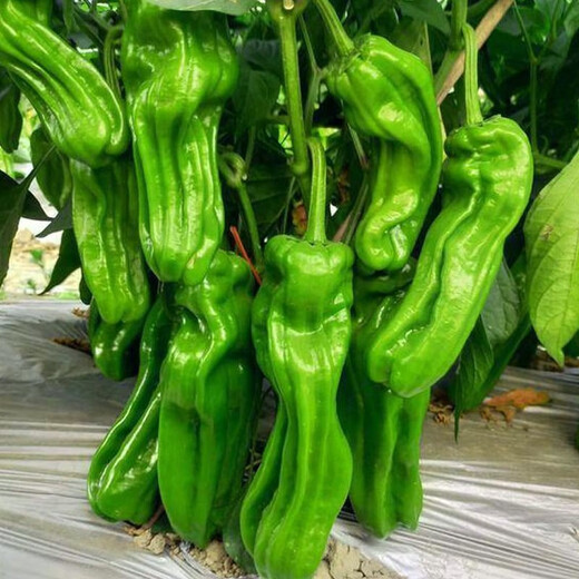Thin-skinned green pepper seeds, early-maturing Zoupe-skinned green pepper seeds, a complete collection of pepper seeds that can be grown in pots on the patio, on the balcony, and in pots. Thin-skinned green pepper seeds, 1 pack, about 50 capsules