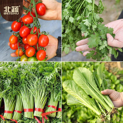 Beishu various vegetable seeds lettuce spinach coriander chives celery balcony four seasons rapeseed 12 kinds of vegetable seeds